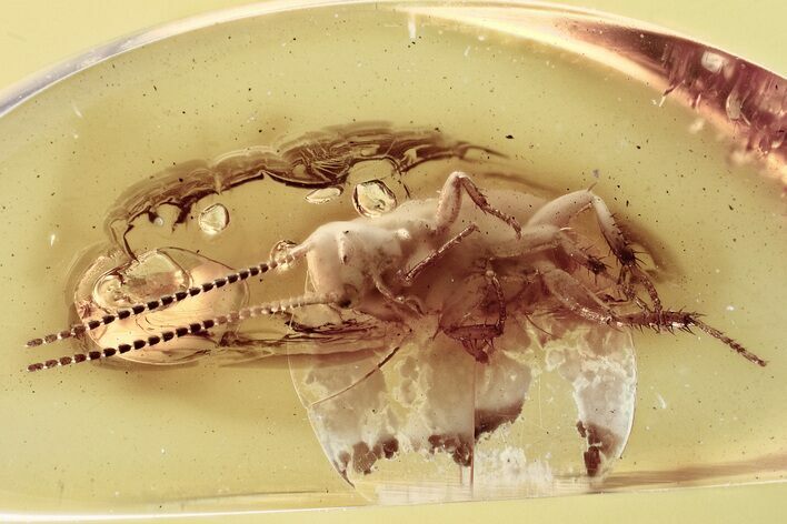 Fossil Cockroach (Blattodea) Nymph In Baltic Amber #315323